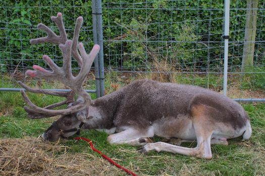 a magnificent reindeer with very large antlers