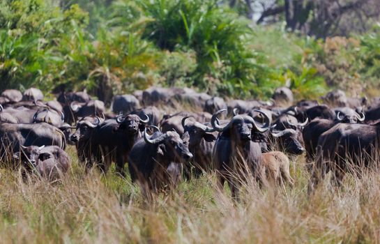 A big big buffalo of the Tanzania's national park