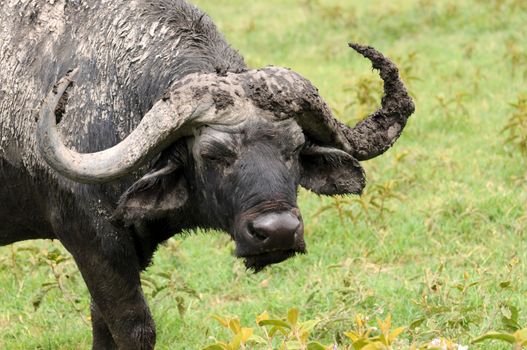 A big big buffalo of the Tanzania's national park