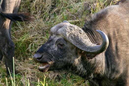 A big big buffalo of the Tanzania's national park