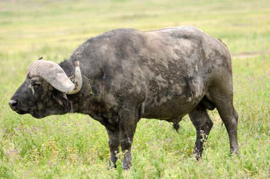 A big big buffalo of the Tanzania's national park