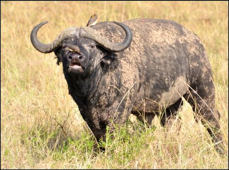 A big big buffalo of the Tanzania's national park