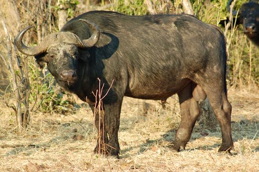 A big big buffalo of the Tanzania's national park