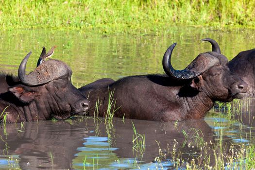 A big big buffalo of the Tanzania's national park