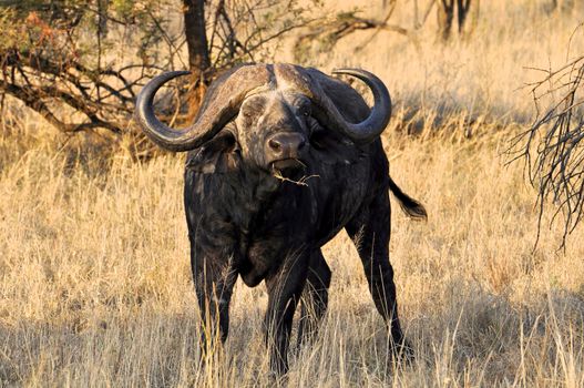 A big big buffalo of the Tanzania's national park
