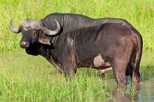 A big big buffalo of the Tanzania's national park