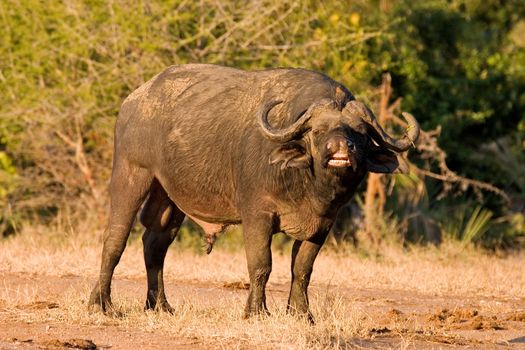 A big big buffalo of the Tanzania's national park