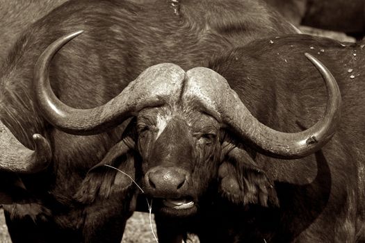 A big big buffalo of the Tanzania's national park