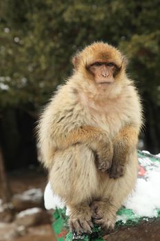 Barbary Ape or Macaque in Morocco