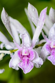 Close up Dendrobium orchid hybrids is white with pink stripes in Thailand
