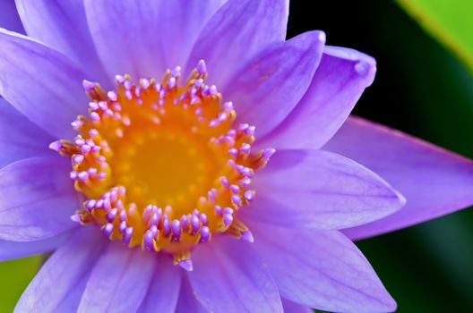 Close up top of Purple Lotus ( Nymphaea Nouchali ) , Beautiful flower in Thailand