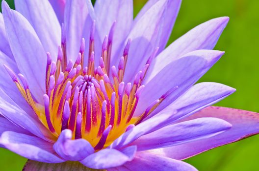 Close up pollen of purple lotus ( Nymphaea Nouchali ) , Beautiful flower in Thailand