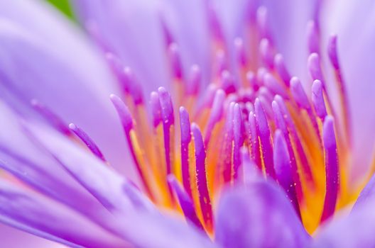 Macro pollen of purple lotus ( Nymphaea Nouchali ) , Beautiful flower in Thailand