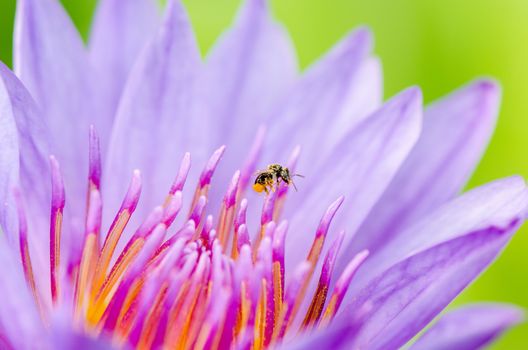 Macro insect and pollen of purple lotus ( Nymphaea Nouchali ) , Beautiful flower in Thailand