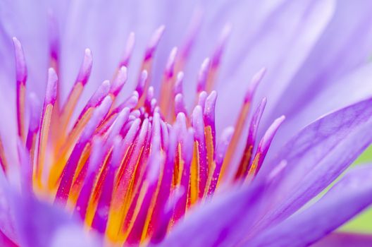 Macro pollen of purple lotus ( Nymphaea Nouchali ) , Beautiful flower in Thailand