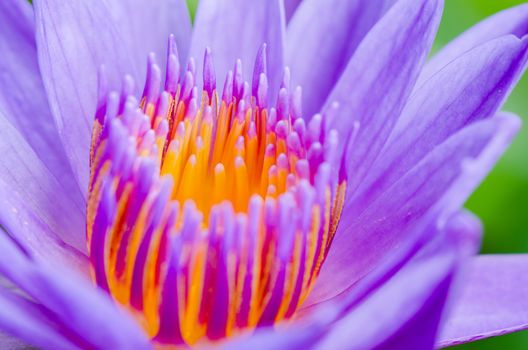 Macro pollen of purple lotus ( Nymphaea Nouchali ) , Beautiful flower in Thailand