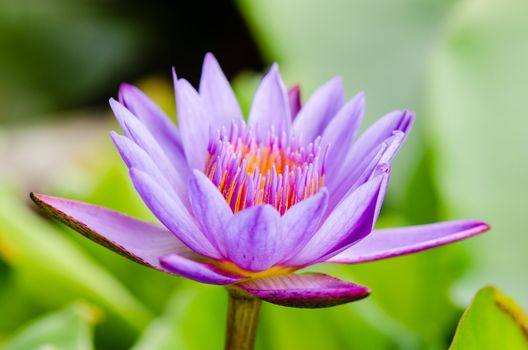 Purple Lotus ( Nymphaea Nouchali ) , Beautiful flower in Thailand