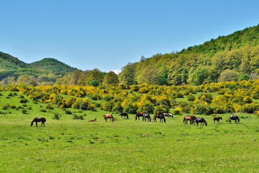 Horses on a green mountain meadow. Italy