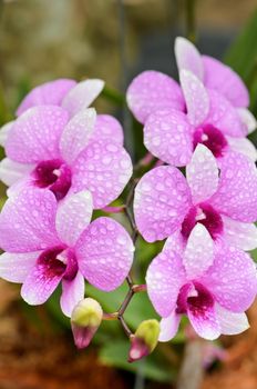 Dendrobium orchid hybrids is white and pink stripes in Thailand
