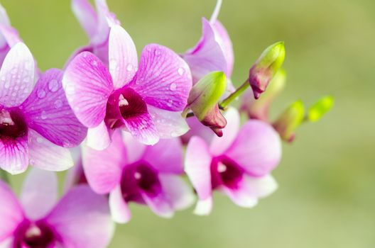 Dendrobium orchid hybrids is white and pink stripes in Thailand