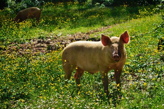 Pig on a green meadow. Mountain forest, Italy