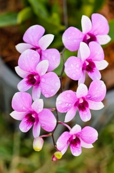 Dendrobium orchid hybrids is white and pink stripes in Thailand