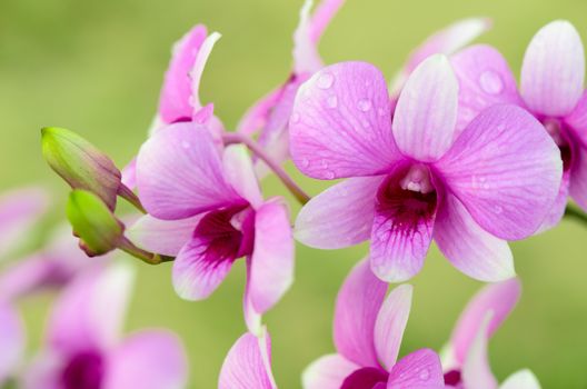 Dendrobium orchid hybrids is white and pink stripes in Thailand