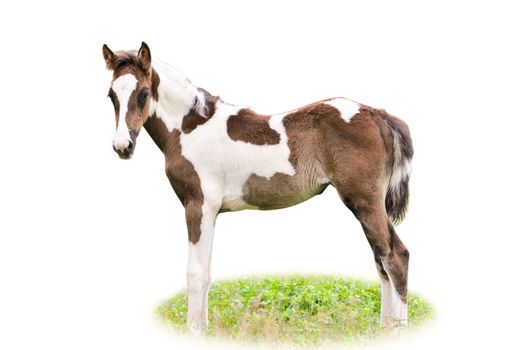 Brown and white foal on a white background