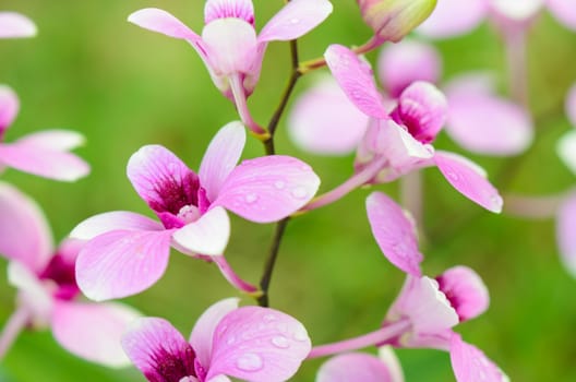 Dendrobium orchid hybrids is white and pink stripes in Thailand