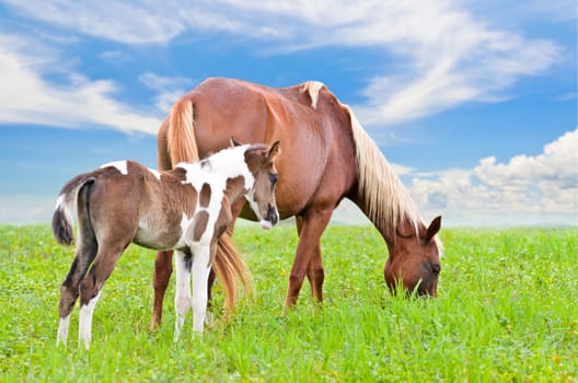 Brown white mare and foal with a blue sky background in a field of grass.
