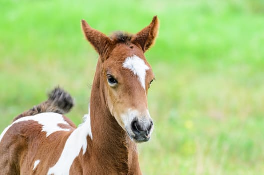 Close up foal with brown and white in the meadow, Thailand
