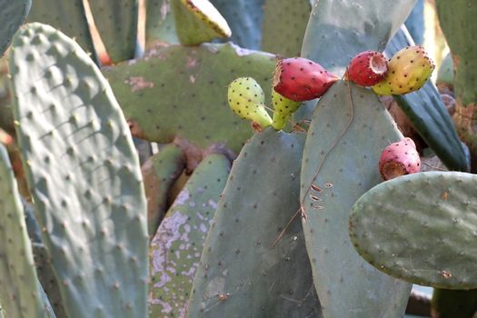 Photo of Beautiful Cactus in the Garden made in the late Summer time in Spain, 2013