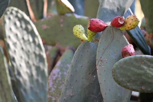 Photo of Beautiful Cactus in the Garden made in the late Summer time in Spain, 2013