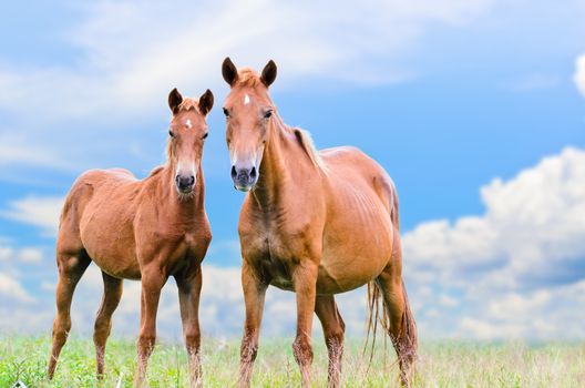 Brown horse and foal looking with suspicion on sky background
