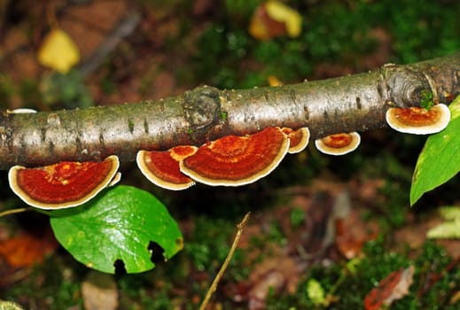 Shelf fungus on the trunk in the forest