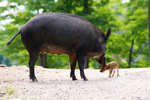 Photo is showing wilds animals captured in the Canadian countryside.