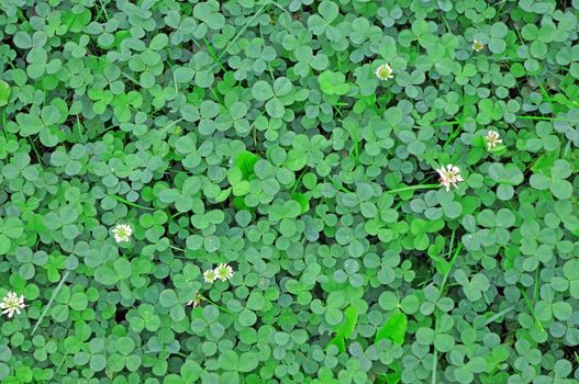 Young green clover in the rain drops as background                