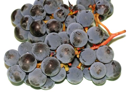 Bunch of purple grapes isolated on white background