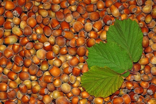 Hazelnuts close-up as background