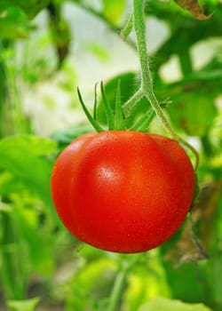 Tomato  in a greenhouse