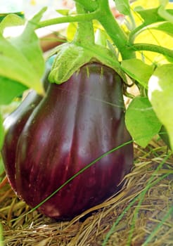   Ripe eggplant in a greenhouse                             