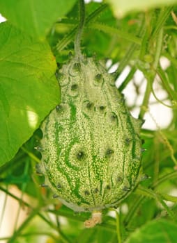 Exotic  fruit Cucumis metulifer in a greenhouse