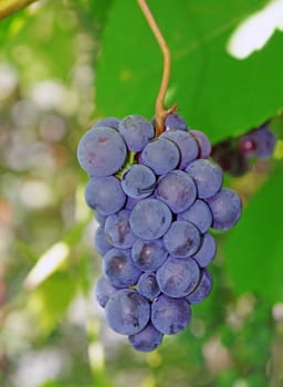 Violaceous Grapes on the vine