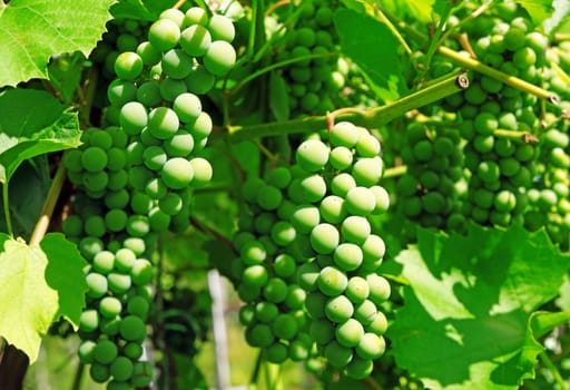 Green Grapes on the vine