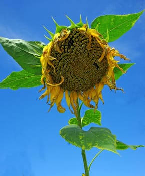 Ripe sunflower against a blue sky