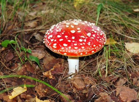 Red agaric in the forest close up