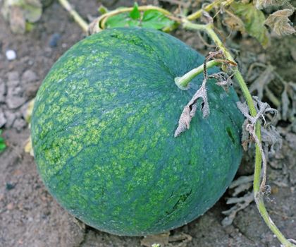 Watermelon in the garden