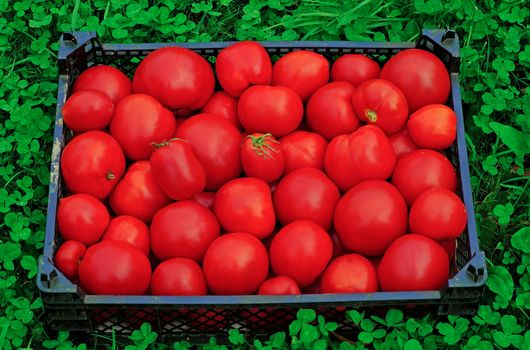 Box of ripe red tomatoes on a green grass