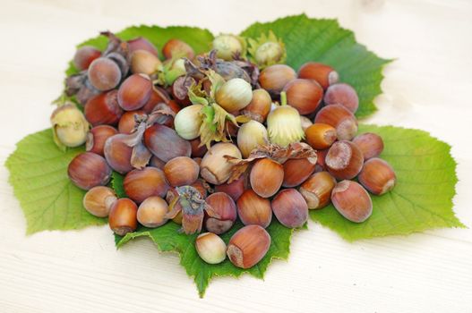  Heap of hazelnuts on leaves close up on a light wood             