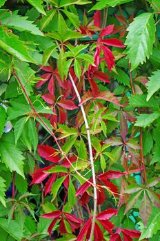  Parthenocissus quinquefolia closeup as background